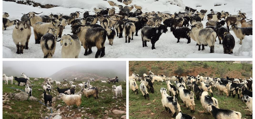 İl Mera Komisyonu Kararı