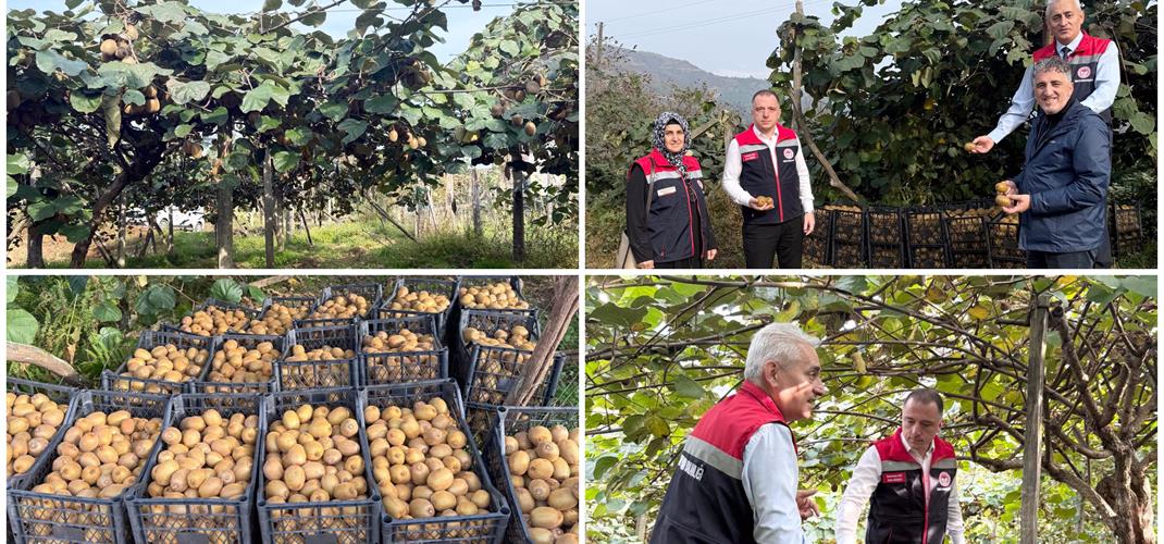 RİZE KİVİSİNDE HASAT BAŞLADI