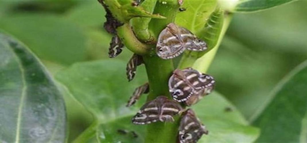 KİVİDE YALANCI KELEBEK (RİCANİA JAPONİCA) İLE MÜCADELE