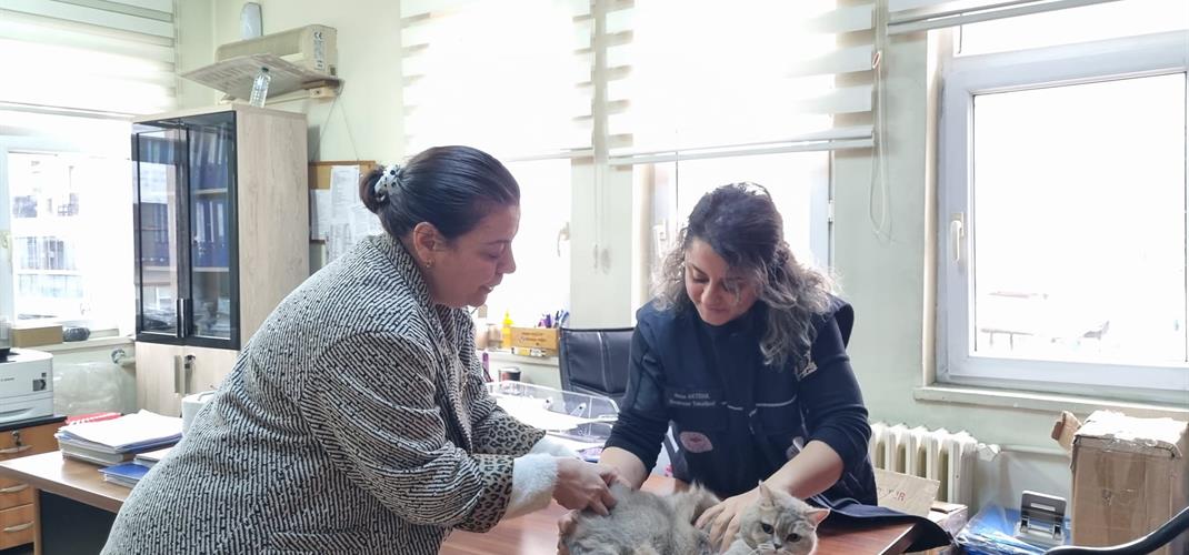 HER YAŞTAN KEDİ VE KÖPEĞİN KAYIT ALTINA ALINMASI İŞLEMİ YIL SONUNA KADAR DEVAM EDECEKTİR.