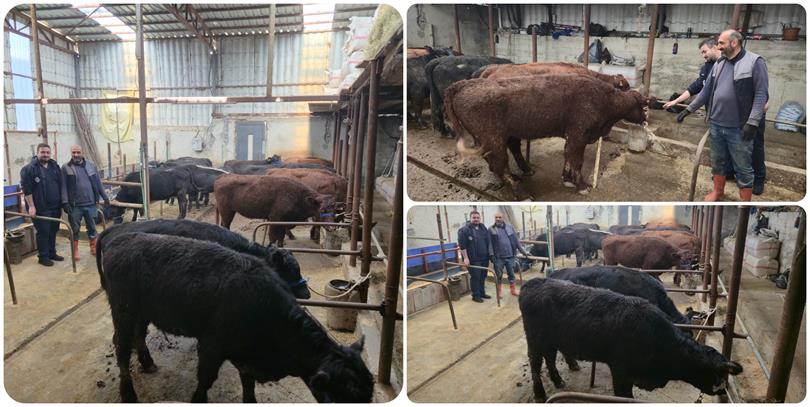 KIRSALDA BEREKET, HAYVANCILIĞA DESTEK PROJESİ