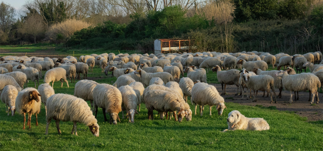 KIRSALDA BEREKET, KÜÇÜKBAŞA DESTEK PROJESİ KRİTER VE BAŞVURU ŞARTLARI