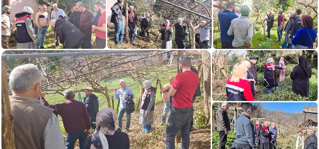 MEYVE AĞAÇLARINDA UYGULAMALI BUDAMA EĞİTİMİ