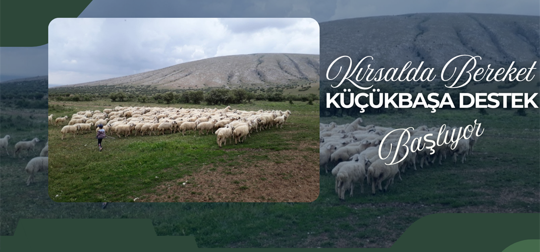 KIRSALDA BEREKET KÜÇÜKBAŞA DESTEK PROJESİ BAŞLIYOR