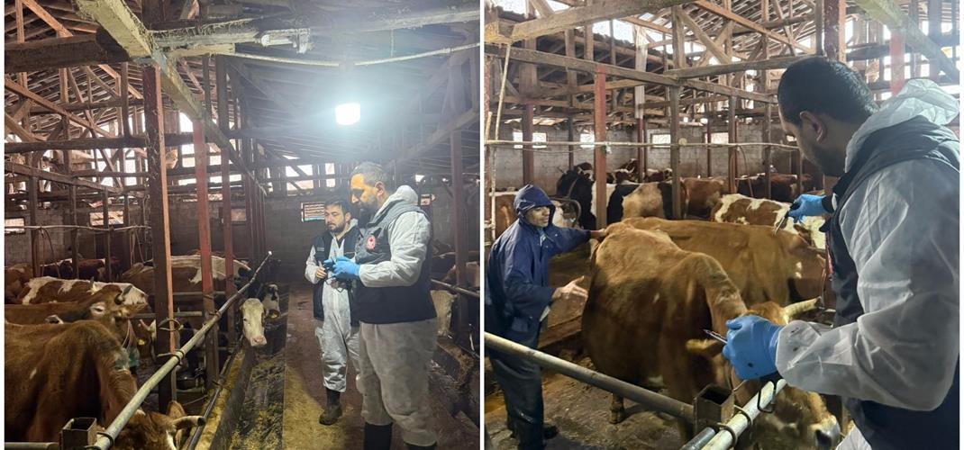 HAYVAN HASTALIKLARI İLE MÜCADELE KAPSAMINDA İLKBAHAR ŞAP AŞILAMA PROGRAMI BAŞLAMIŞTIR