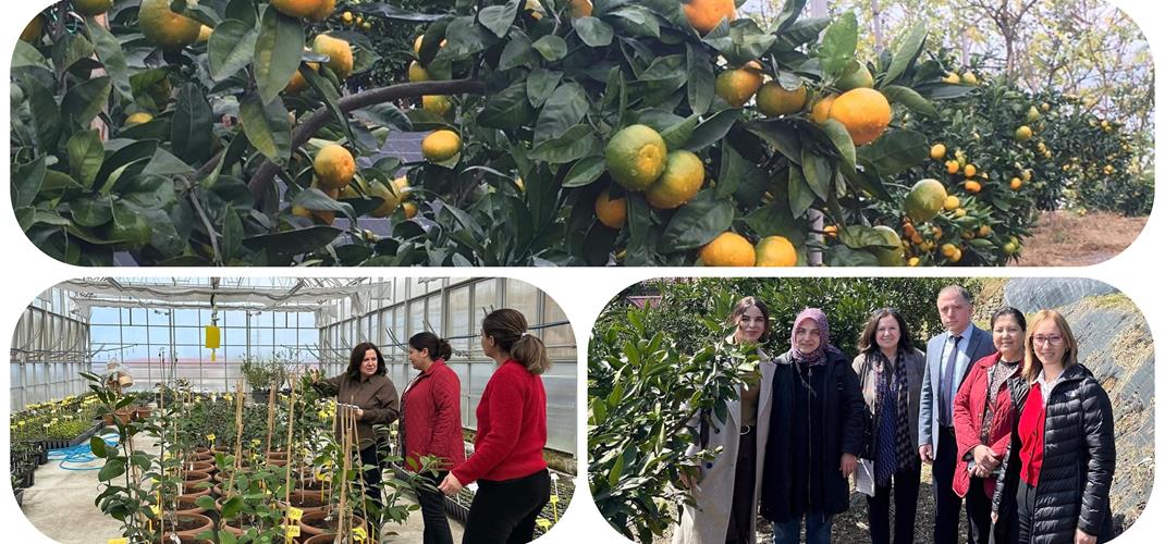 TESCİLLENEN RİZE MANDALİNASI İÇİN SERTİFİKALI FİDAN ÜRETİMİNE BAŞLANIYOR